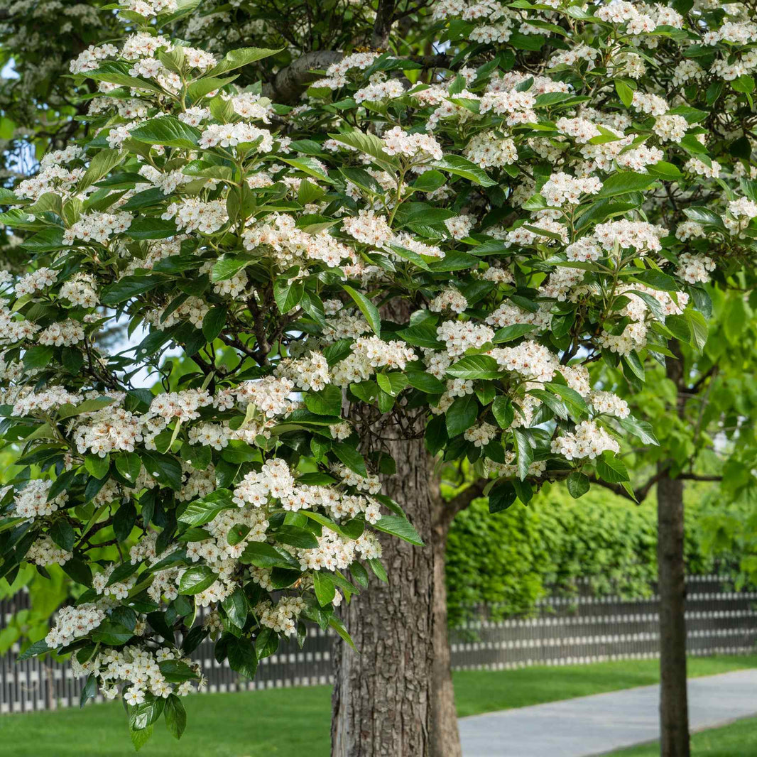 Trees For Shadow Best Trees for Shade – Roots Plants