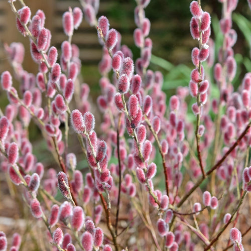 Pink Pussy Willow Tree | Salix gracilistyla 'Mount Aso' Ornamental Trees