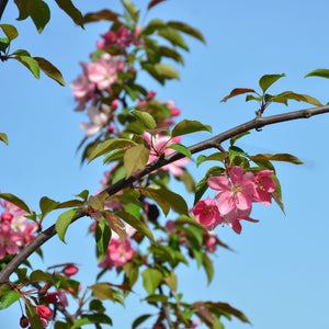 'Scarlett' Crabapple Tree Ornamental Trees