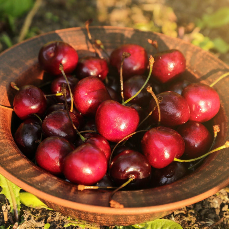 'Sunburst' Cherry Tree Fruit Trees