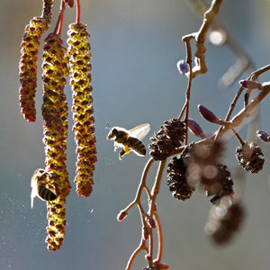 Alder Tree | Alnus glutinosa Ornamental Trees