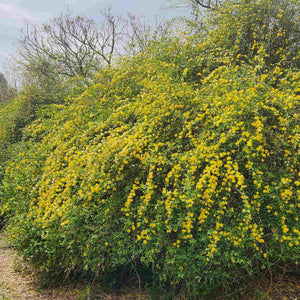 Winter Jasmine | Jasminum nudiflorum Climbing Plants