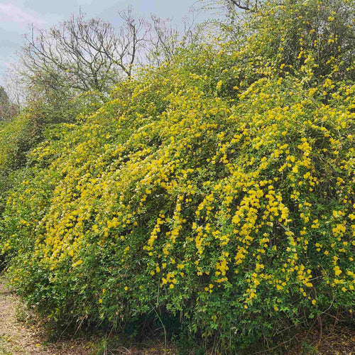 Winter Jasmine | Jasminum nudiflorum Climbing Plants