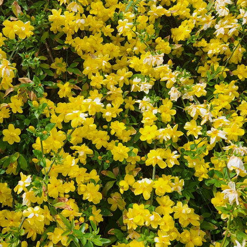 Winter Jasmine | Jasminum nudiflorum Climbing Plants