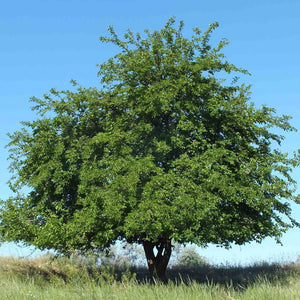 Black Mulberry Tree | Morus nigra Soft Fruit