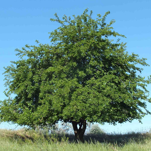 Black Mulberry Tree | Morus nigra Soft Fruit