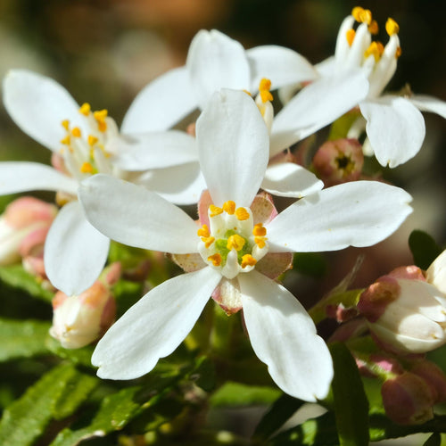 Patio Choisya Tree | Choisya 'White Dazzler'® Shrubs