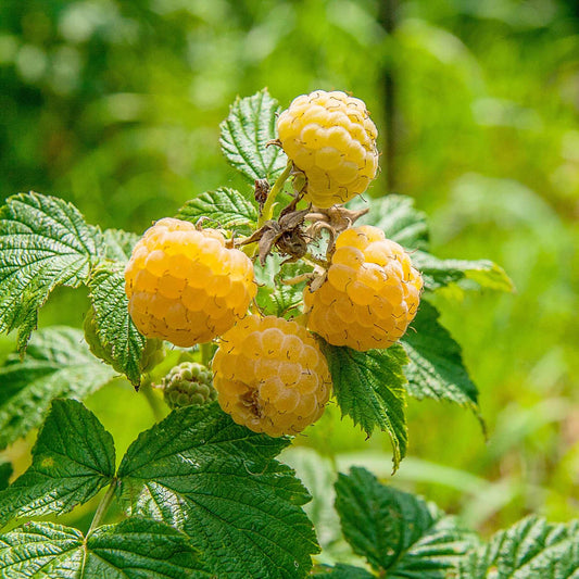 'All Gold' Raspberry Plants Soft Fruit