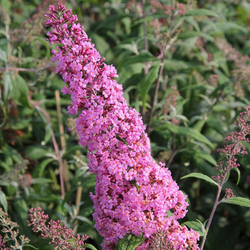 Buddleja davidii 'Pink Delight' Shrubs