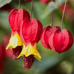 Trailing Abutilon | Abutilon megapotamicum Climbing Plants