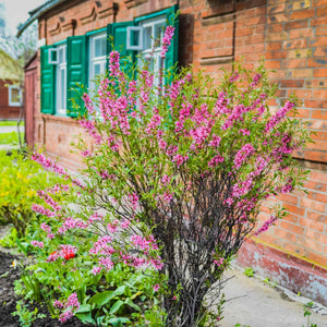Dwarf Russian Almond Blossom Tree | Prunus tenella 'Fire Hill' Ornamental Trees