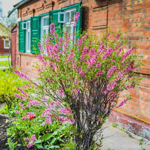 Dwarf Russian Almond Blossom Tree | Prunus tenella 'Fire Hill' Ornamental Trees