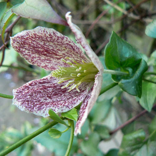 Clematis cirrhosa 'Freckles' Climbing Plants