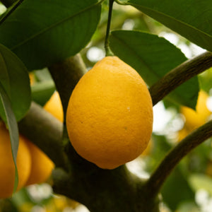 Meyer Lemon Tree | Citrus × limon Mediterranean Fruit Trees