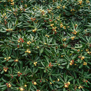 Japanese Cheesewood | Pittosporum tobira Shrubs