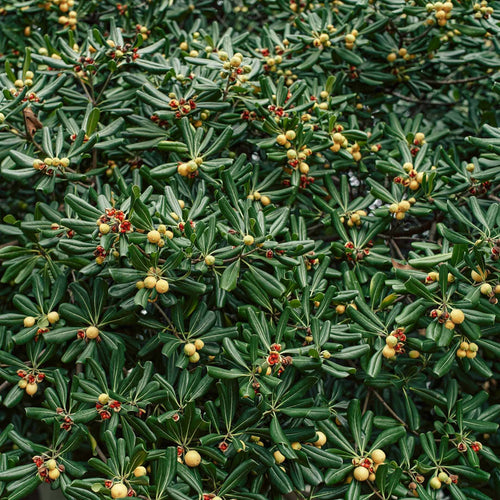 Japanese Cheesewood | Pittosporum tobira Shrubs