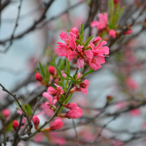 'Taoflora Red' Peach Tree Ornamental Trees