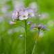 Cuckoo Flower | Cardamine pratensis Pond Plants