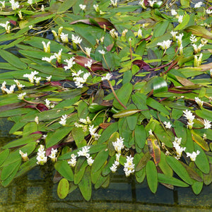 Water Hawthorn | Aponogeton distachyos Pond Plants