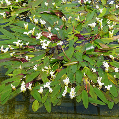 Water Hawthorn | Aponogeton distachyos Pond Plants