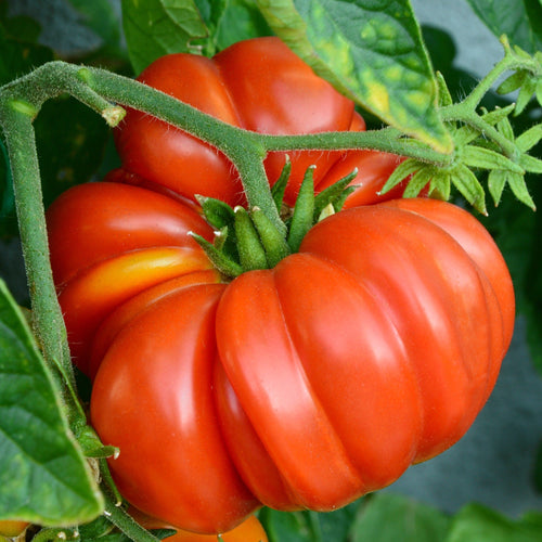 'Brandy Wine' Heritage Tomato Plant Vegetables