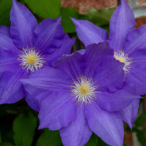 Raymond Evison Clematis 'Olympia' Climbing Plants