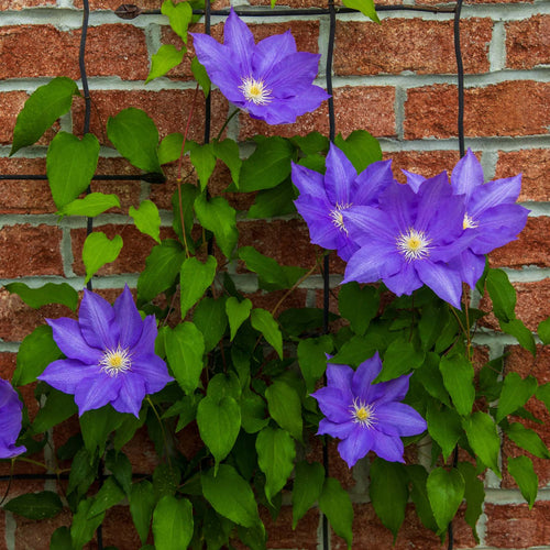 Raymond Evison Clematis 'Olympia' Climbing Plants