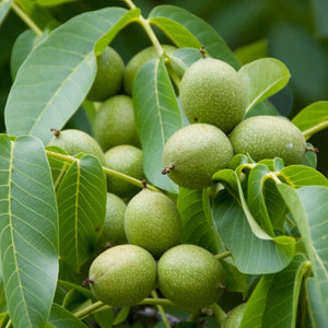 'Europa' Walnut Tree Fruit Trees