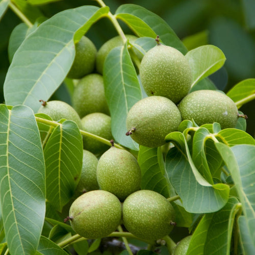 'Europa' Walnut Tree Fruit Trees