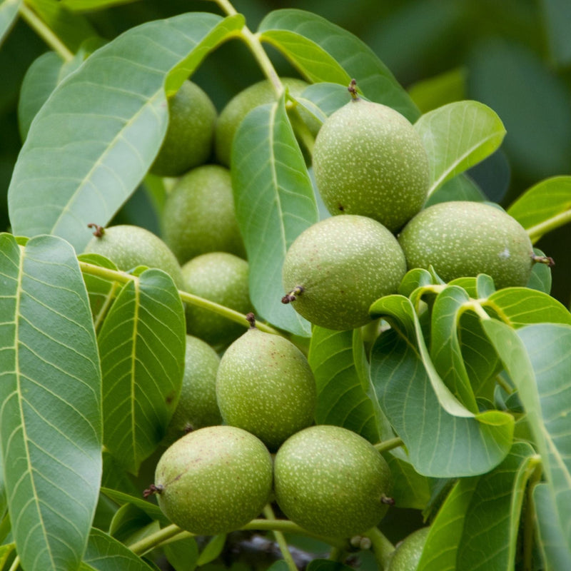 'Europa' Walnut Tree Fruit Trees