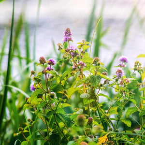 Water Mint | Mentha aquatica Pond Plants