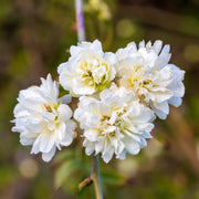Rosa banksiae 'Alba Plena' | Rambling Rose Climbing Plants