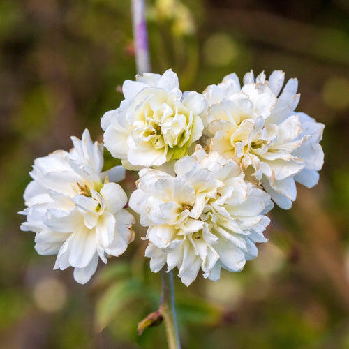 Rosa banksiae 'Alba Plena' | Rambling Rose Climbing Plants