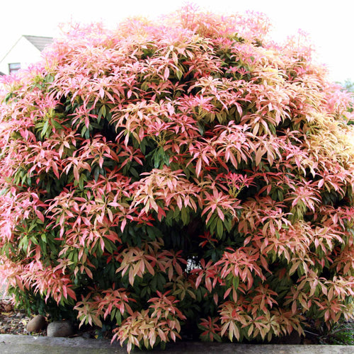 Pieris 'Forest Flame' Shrubs