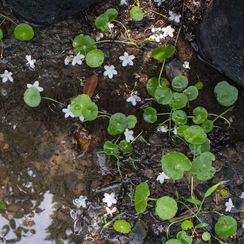 Oxygenating Miniature Pennywort | Hydrocotyle novae-zeelandiae Pond Plants