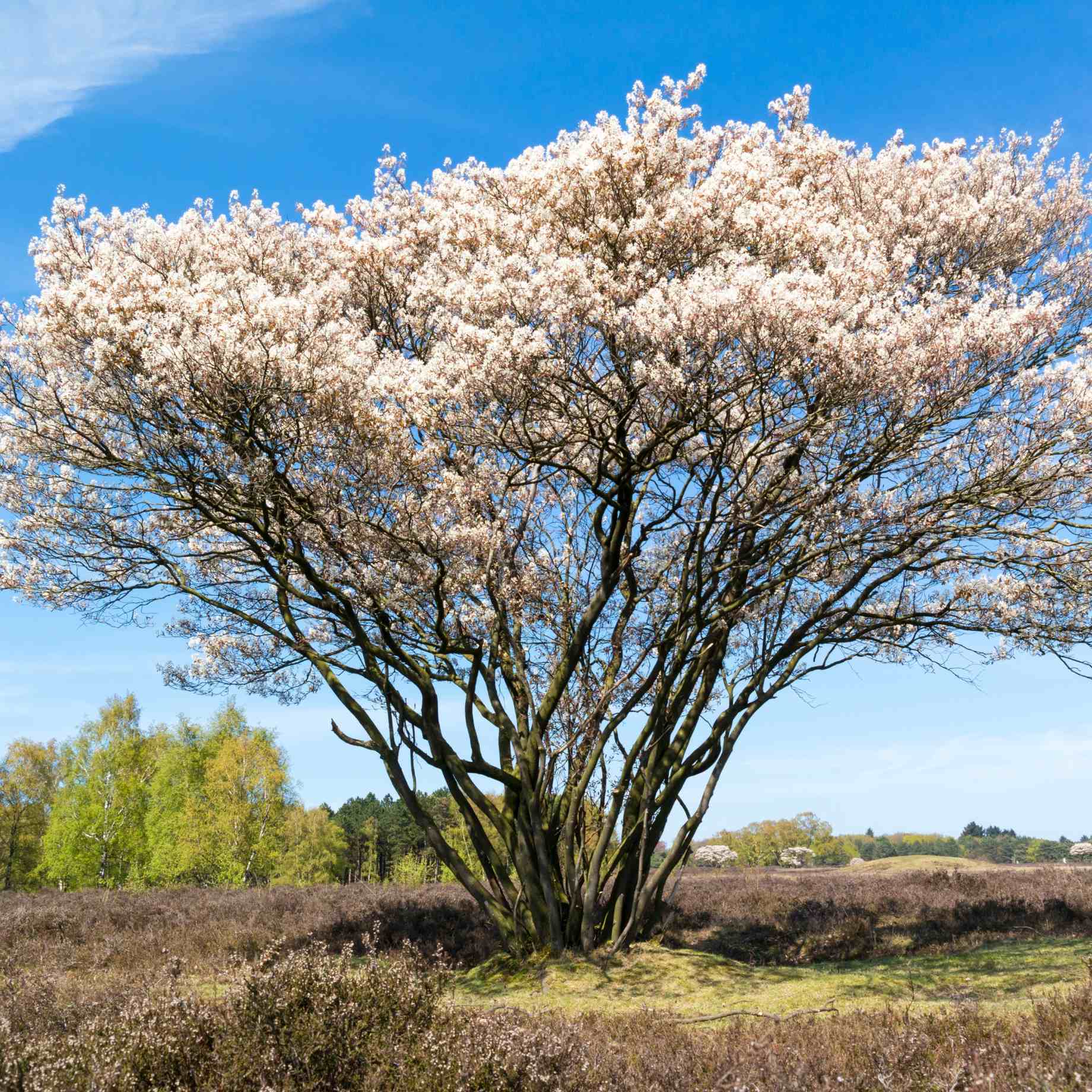 Snowy Mespilus Tree | Amelanchier lamarckii