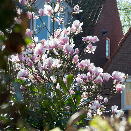 Magnolia 'George Henry Kern' Shrubs