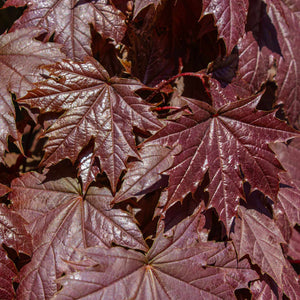 Norway Maple Tree | Acer platanoides 'Crimson Sentry' Ornamental Trees