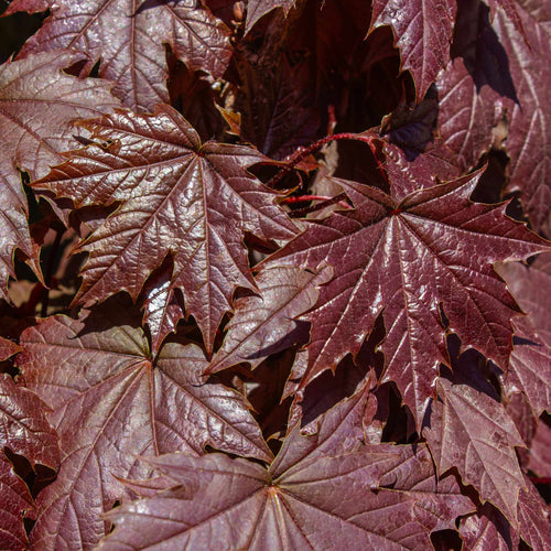 Norway Maple Tree | Acer platanoides 'Crimson Sentry' Ornamental Trees