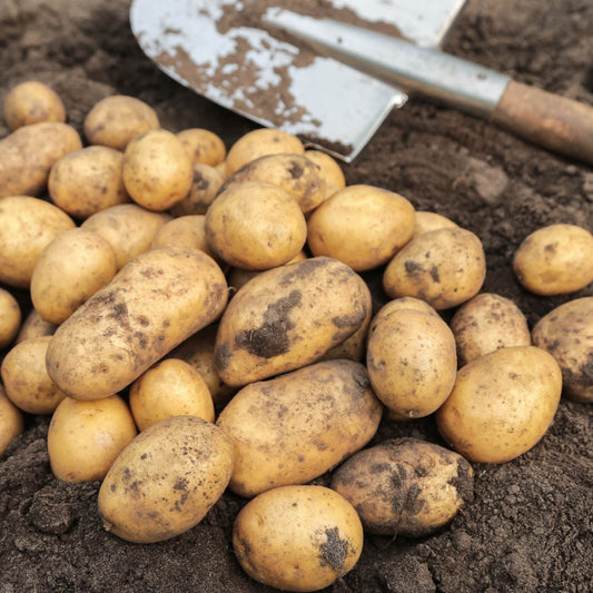 'Marvel' Maincrop Seed Potatoes Vegetables