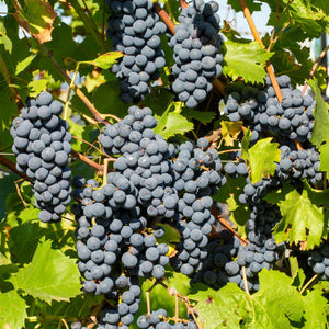 'Dornfelder' Grape Vine Soft Fruit