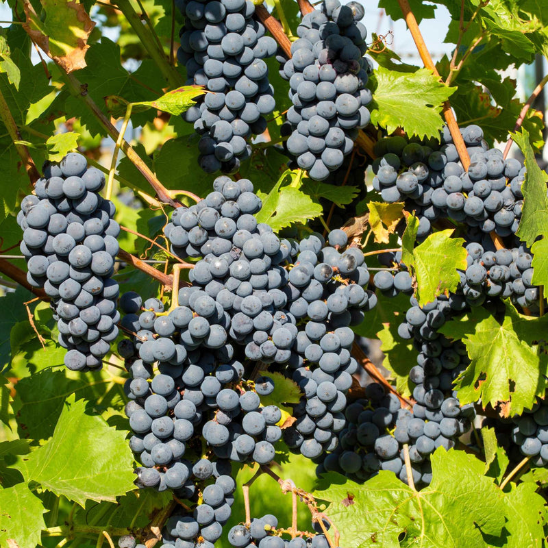 'Dornfelder' Grape Vine Soft Fruit