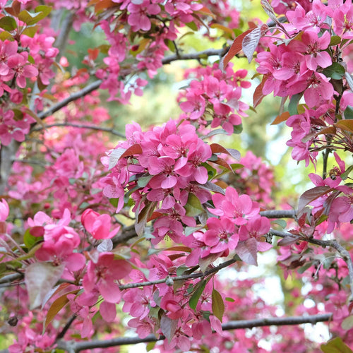 'Indian Magic' Crabapple Tree Ornamental Trees
