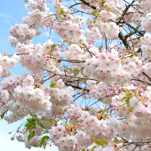 'Blushing Bride' Cherry Blossom Tree | Prunus 'Shogetsu' Ornamental Trees