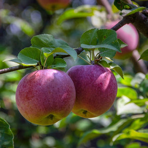 'Liberty' Apple Tree Fruit Trees