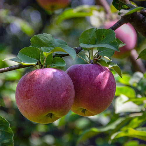 'Liberty' Apple Tree Fruit Trees