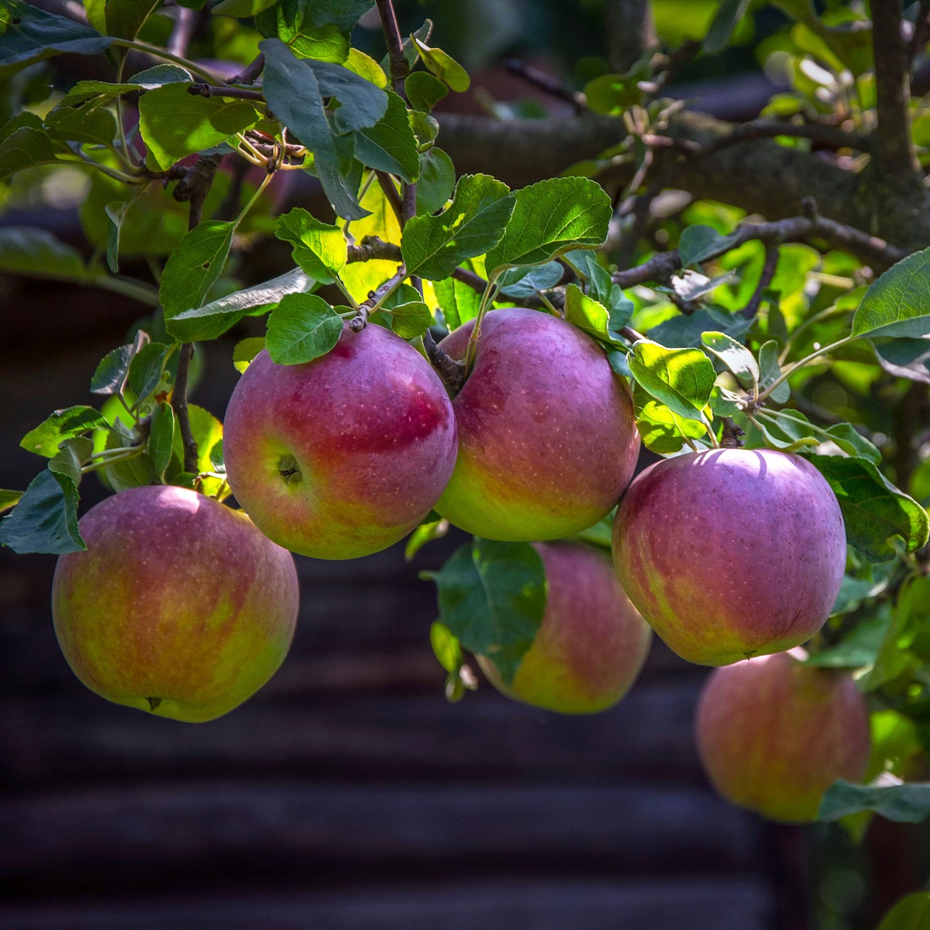 Libtry Tree 'Liberty' Apple Tree – Roots Plants