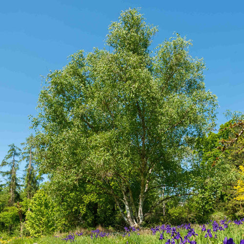 Himalayan Birch Tree | Betula utilis jacquemontii 'Doorenbos'