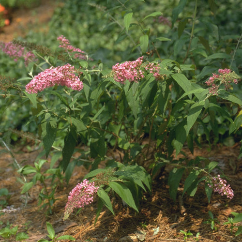 Buddleja davidii 'Pink Delight' Shrubs