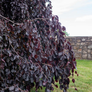 Weeping Purple Beech Tree | Fagus sylvatica 'Purpurea Pendula' Ornamental Trees